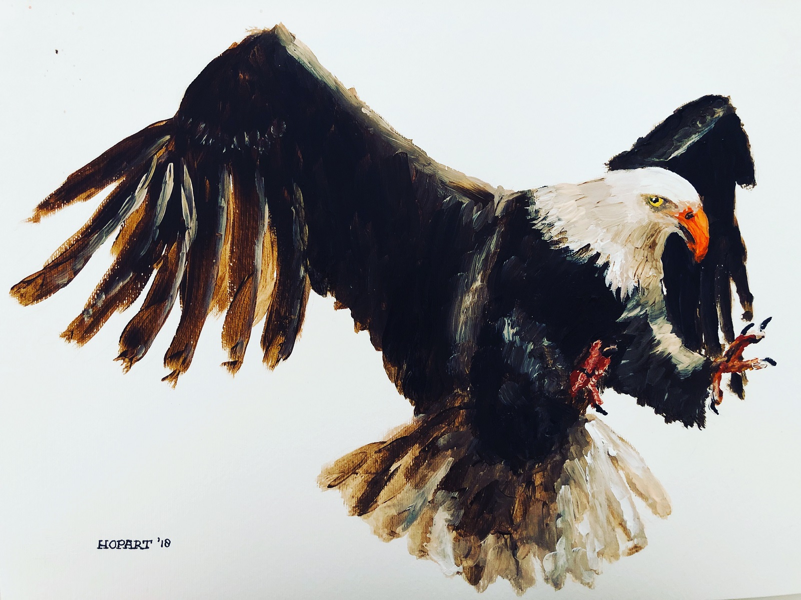 Eagle on paper 40 x 50 cm