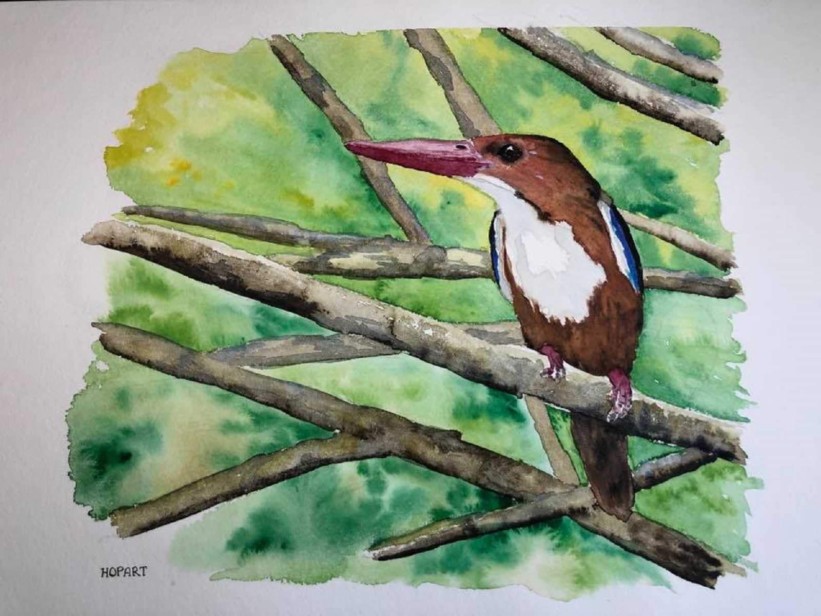 Kookaburra bird aquarel, 40 x 50 cm