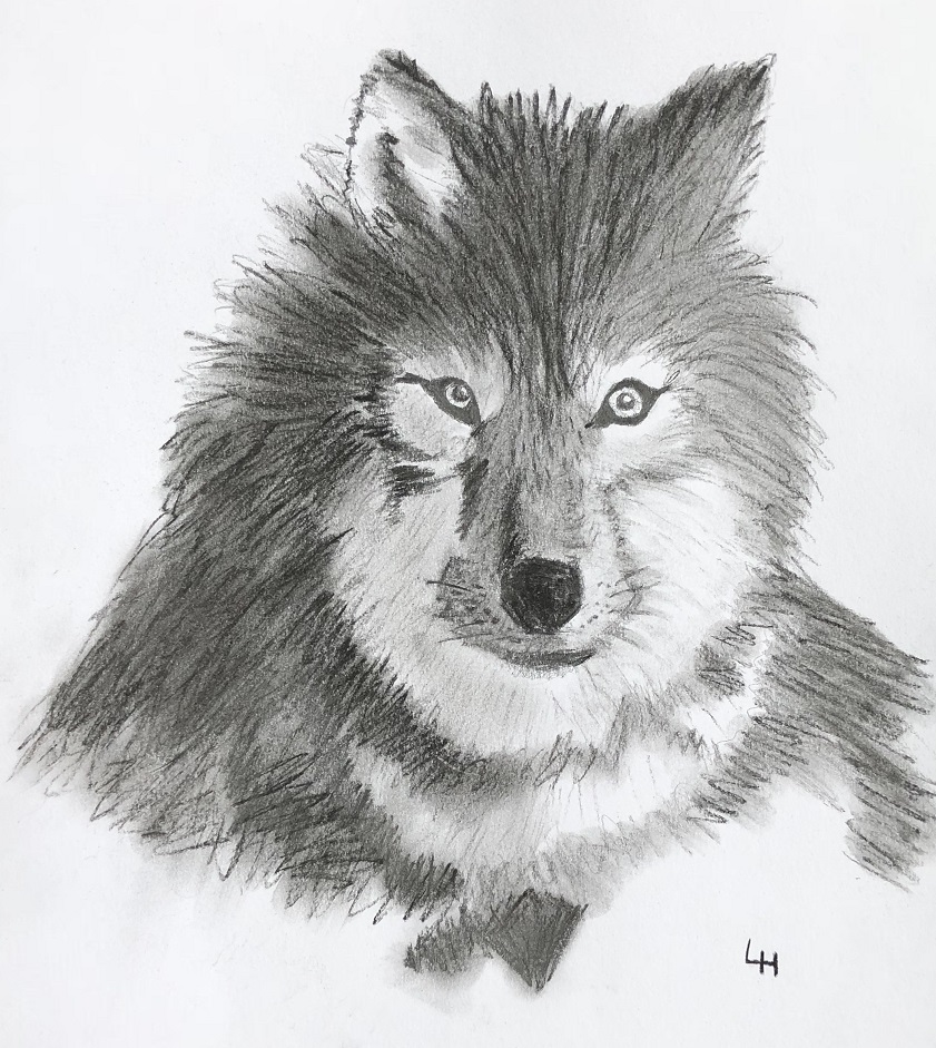 Wolf on paper with pencil 30 x 40 cm